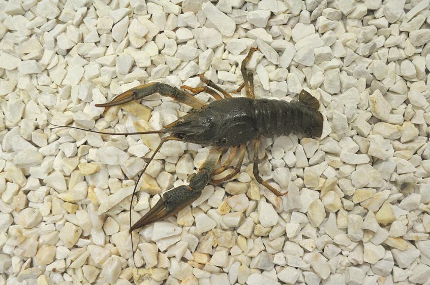 Rak Błotny świeży 50/70, Europen crayfish fresh 50/70, Astacus laptodactylus, skorupiaki, raki 